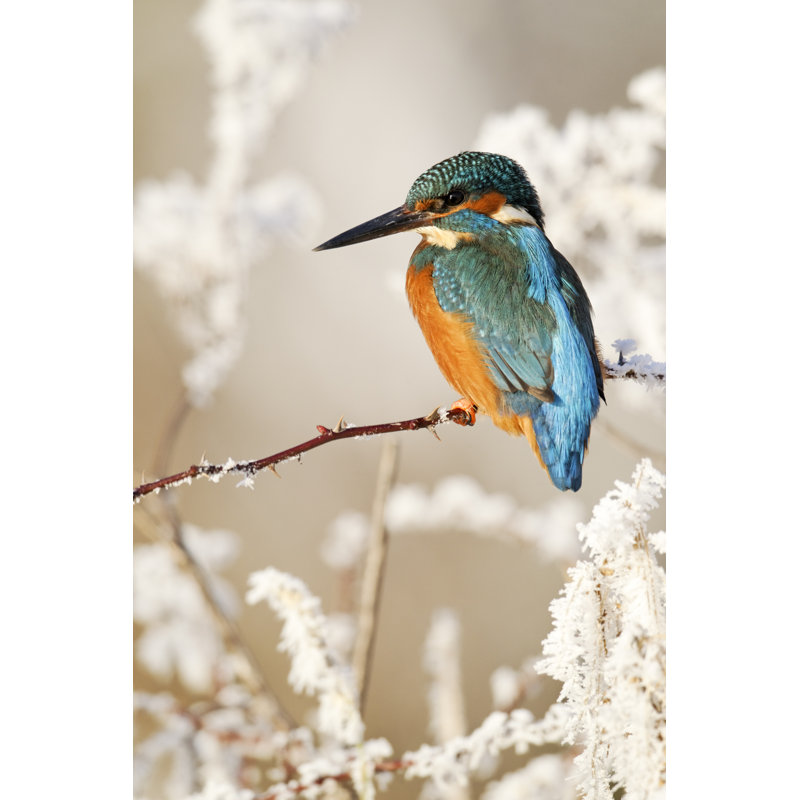Martin-pêcheur, Alcedo Atthis - photographie sur toile tendue, H 18 po x l 12 po x P 1,25 po