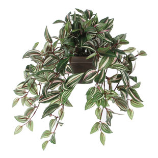 Tradescantia 25cm Plant (Set of 4)