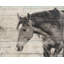 American Beauty Print by Sofia Fox-26928914-26928917