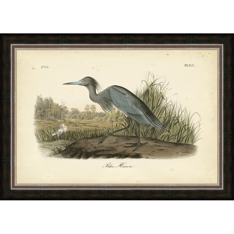 « audubon blue héron », reproduction d’art encadrée