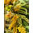 Faux Rose Polyester 20'' Wreath