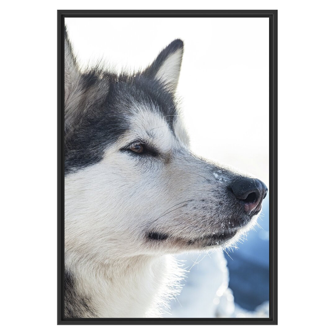 Gerahmtes Wandbild HuskySchnee