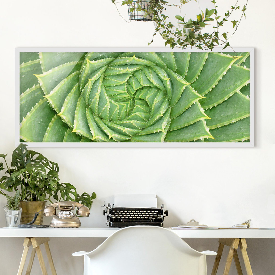 Gerahmtes Poster Spiral Aloe