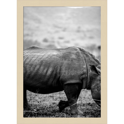 Pepperidge "Black Rhino" Print
