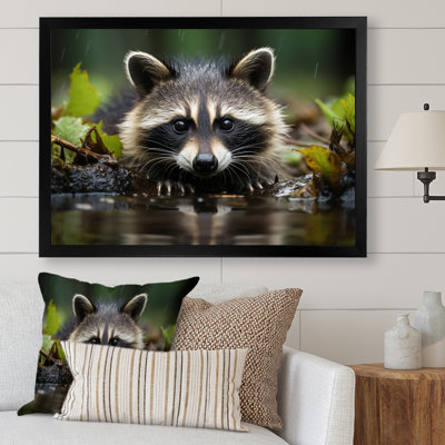 Curious Raccoon I - Animals Canvas Prints