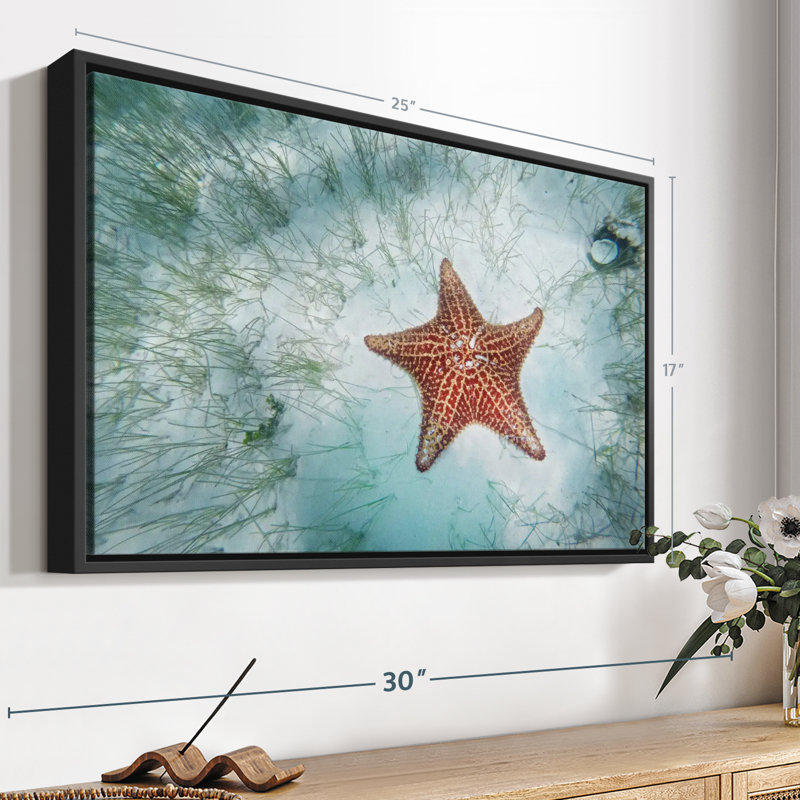 Impression sur toile d'étoiles de mer Shallows, H 17 po x l 25 po
