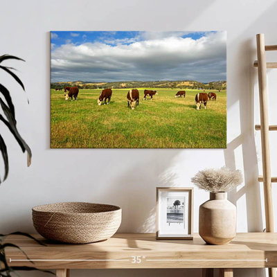 South Australian Hereford Cows
