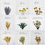 Ensemble de fleurs séchées bricolage, fleurs séchées en vrac pour vase, fleurs séchées avec tiges, roses séchées, mini bouquets de fleurs séchées.