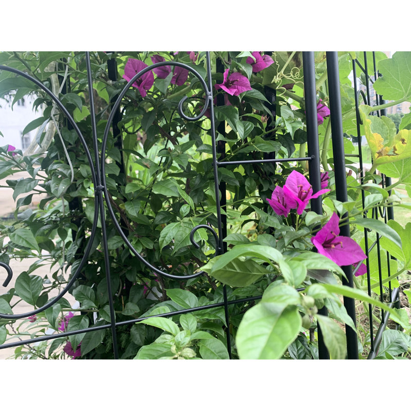 Paquet de 2 treillis en métal pour l'intérieur et l'extérieur pour l'escalade des fleurs comme les roses et la gloire du matin