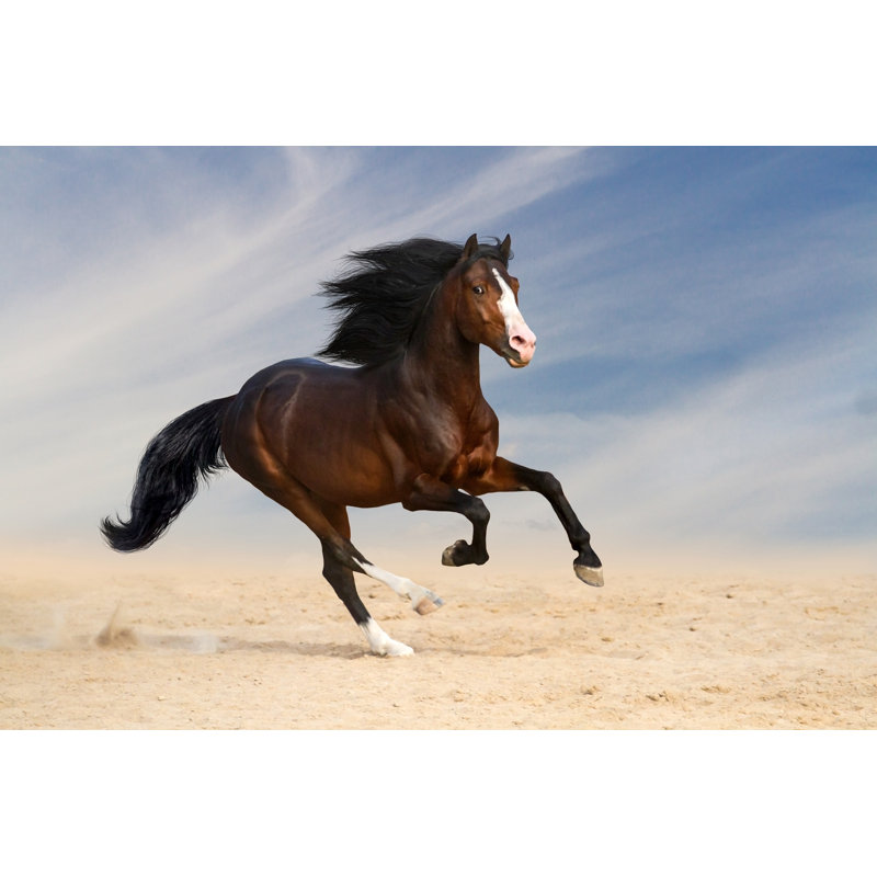 «Hoopes Bay Horse Run On Canvas» par Callipso, photographie, H 8 po x l 12 po
