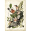 " Audubons American Robin " Painting Print