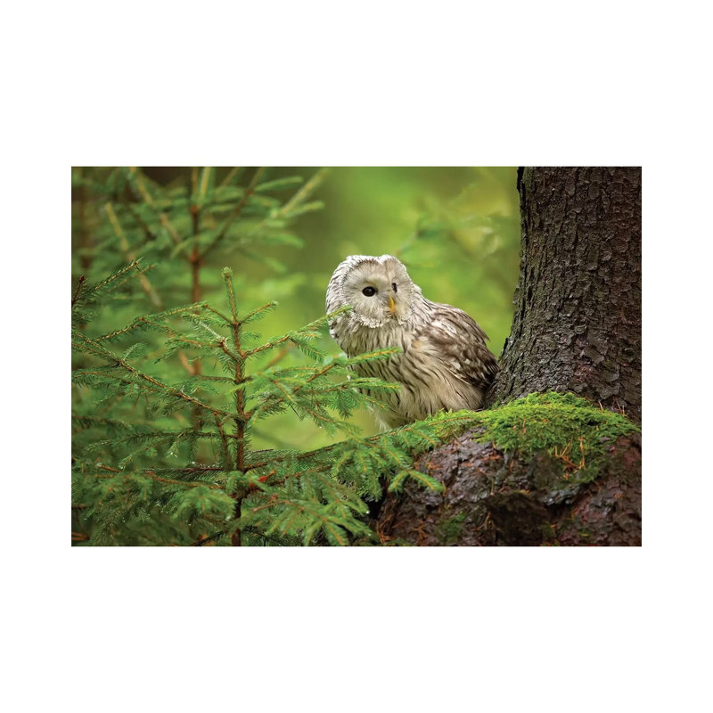 Ural Owl by Milan Zygmunt - Wrapped Canvas Gallery-Wrapped Canvas Giclée, 30.48 cm H x 45.72 cm W