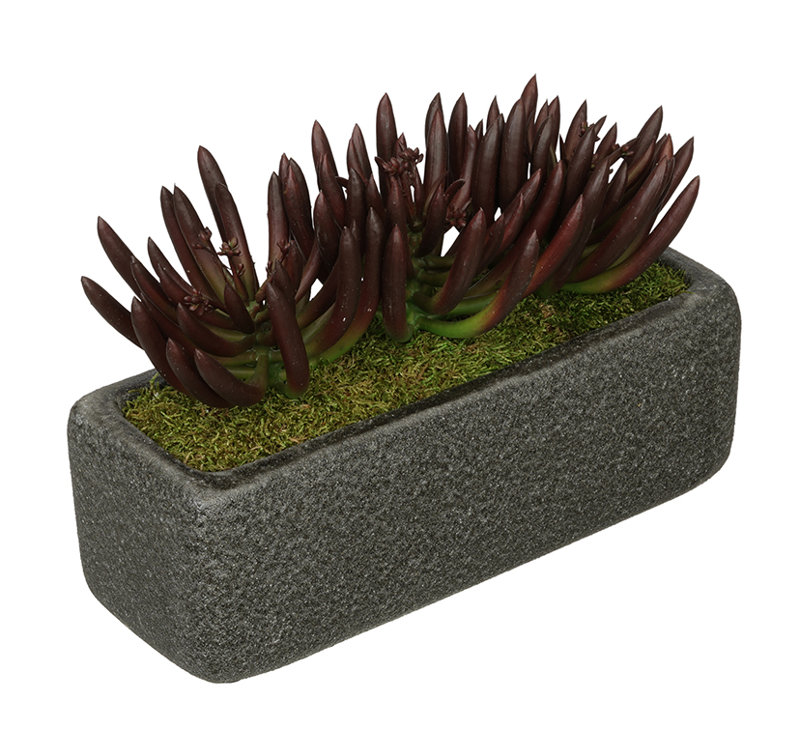 7'' Faux Succulent Plant in Ceramic Vase, Black, Burgandy