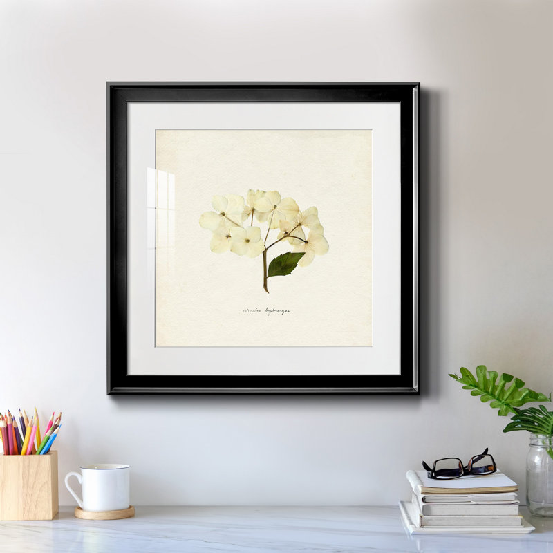 «Cornales Hydrangea II», reproduction encadrée de qualité supérieure - prête à être accrochée, Cadre noir