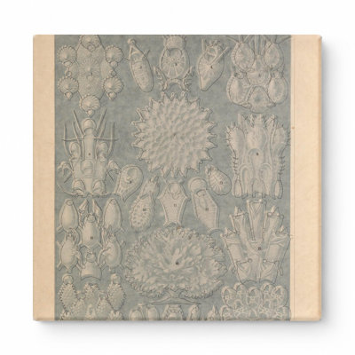 Art mural, Tafel 33 - Bryozoa (1904)
