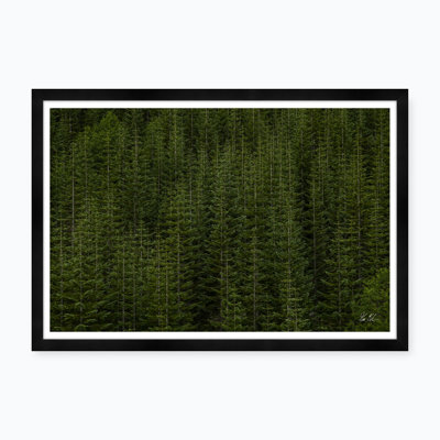 Among Static Pines Ii Framed Photographic Print