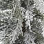SEASONAL GREENERY TREE CEDAR FLOCKED POT 3FT