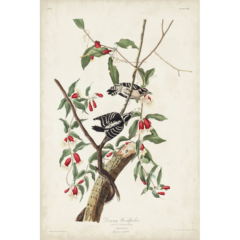 Pl. 112 Downy Woodpecker by John Audubon - Wrapped Canvas Painting, 30cm H x 20cm W