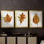 Autumn Leaf Study I - Toile tendue avec châssis sur mesure - 3 pièces-1497048689-1497048690