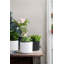 Carlis Ceramic Pot Planter