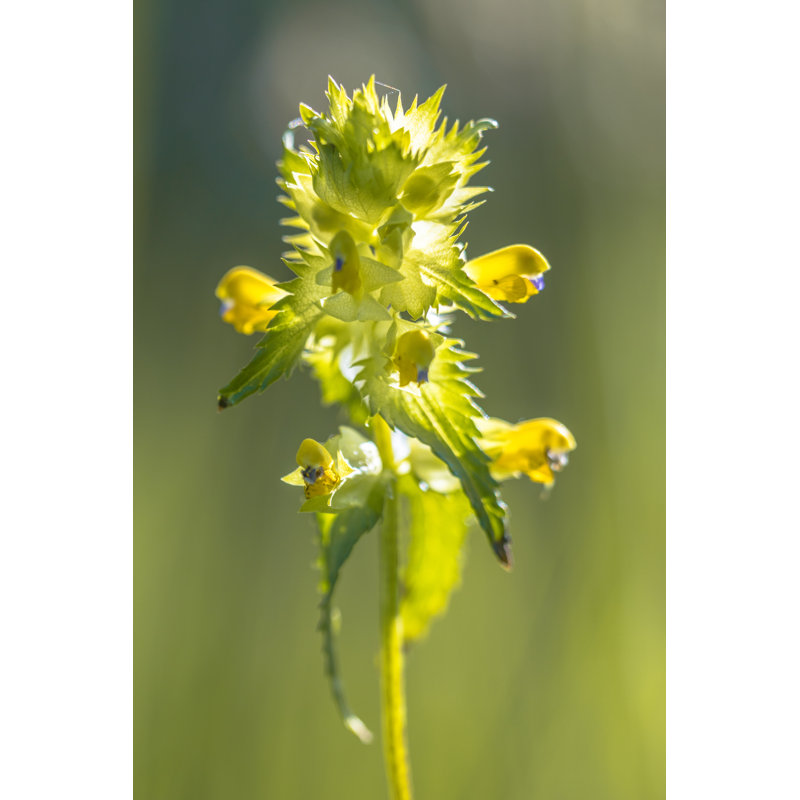 Greater Yellow Rattle - Wrapped Canvas Print, 46cm H x 30cm W