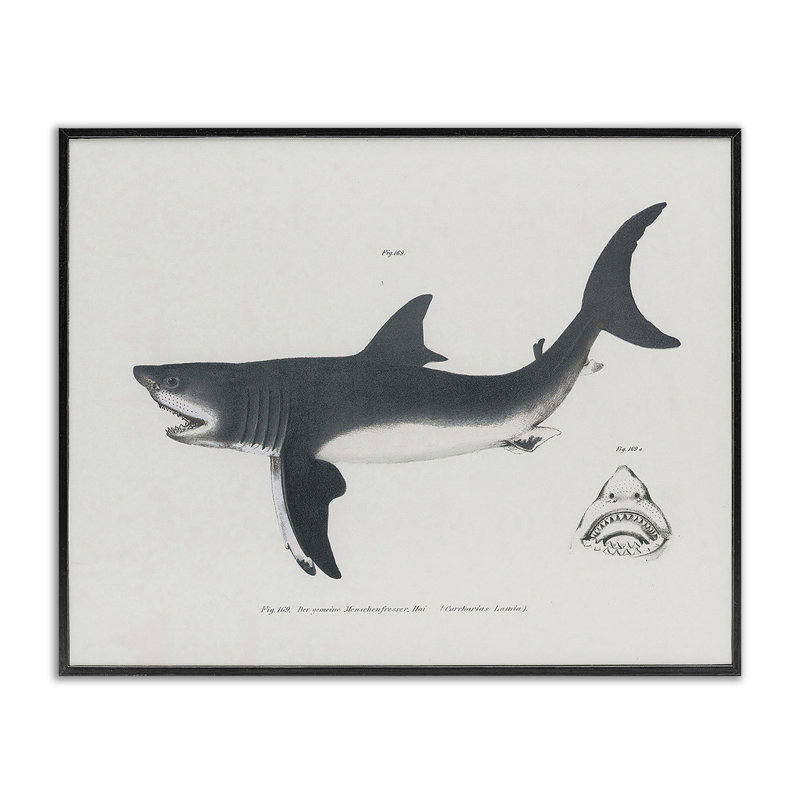 Detailed Shark Diagram Framed Giclee, design by Phillipa Katz, 11" H x 14" W, Midnight Black Framed Giclee