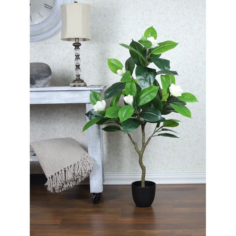 Arbre de magnolia vert en pot 50 po Ramey