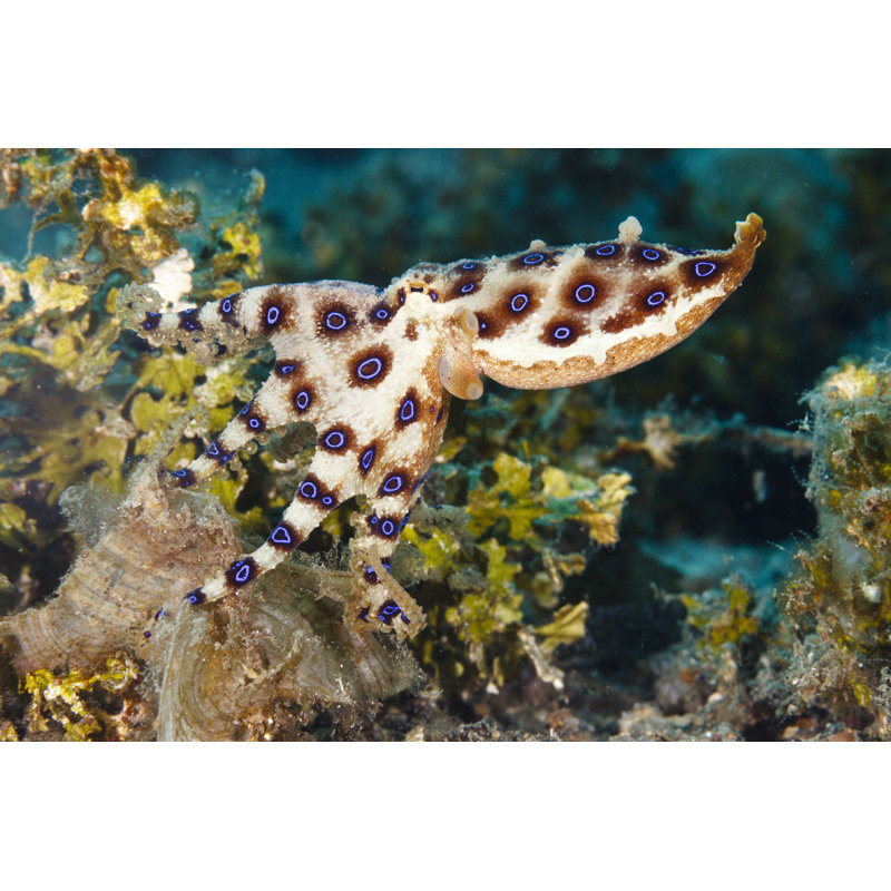 Grande pieuvre à anneaux bleus (Hapalochlaena Lunulata), L 12 po x H 8 po