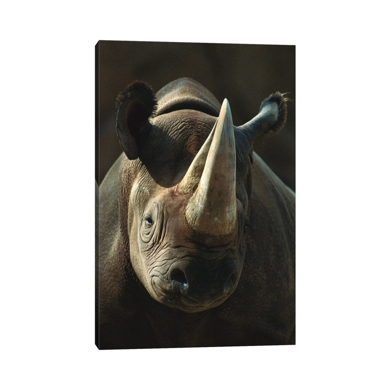 Rhinoceros Portrait, Native To Africa by ZSSD - Wrapped Canvas Print, 45.72cm H x 30.48cm W x 1.905cm D