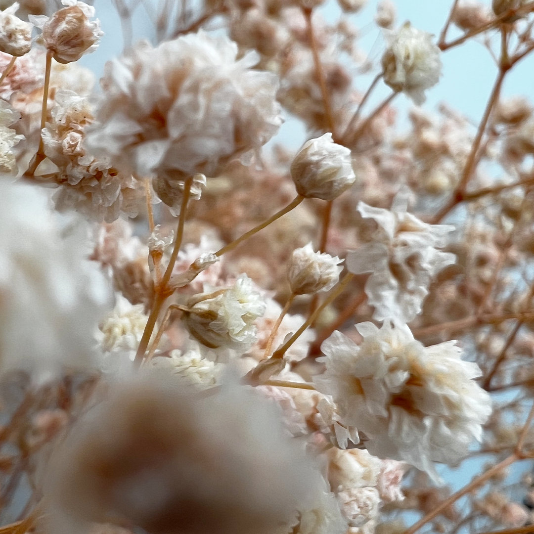 Dried Preserved Baby's Breath Stems, Pink White