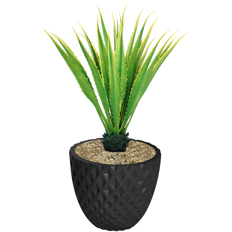 Agave en pot Panama