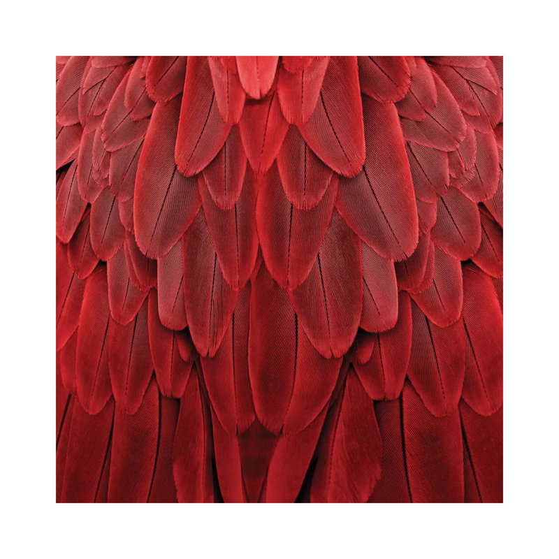 Feathered Friend In Red by Julia Bosco - No Frame Gallery-Wrapped Canvas Giclée on Canvas, 30.48cm H x 30.48cm W