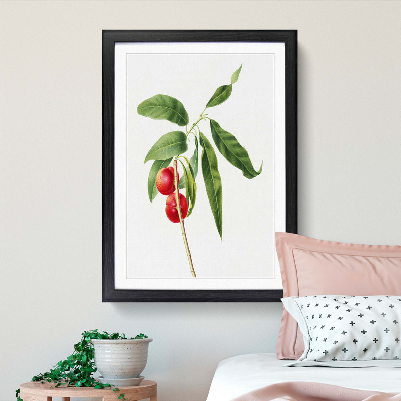 Pink Apricots by Giorgio Gallesio - Picture Frame Painting Print, 36cm H x 27cm W x 2cm D, Black Framed