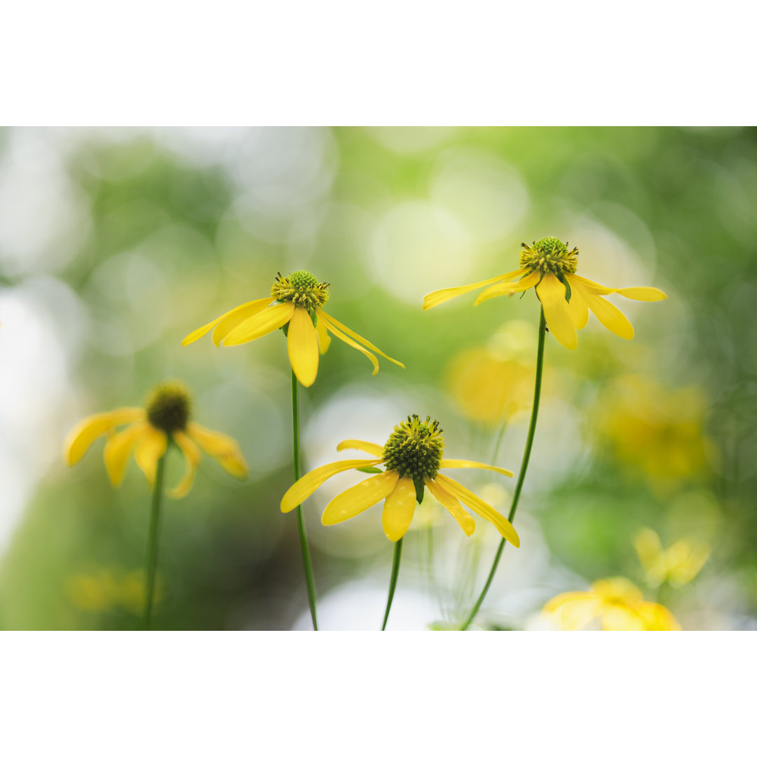 Grünköpfige Kegelblumen von Wbritten - Druck auf Leinwand ohne Rahmen