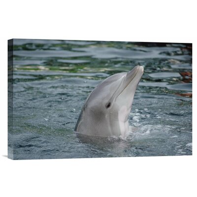 Bottlenose Dolphin Group Underwater, Hawaii' Photographic Print -  East Urban Home, URBM9844 41066972