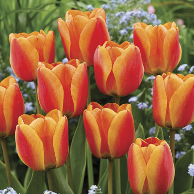 Van Zyverden Tulips Apeldoorns's Elite Set of 12 Bulbs