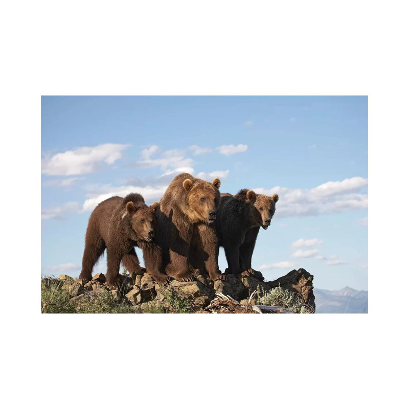 Grizzly Bear Mother With Two One Year Old Cubs by Tim Fitzharris - Wrapped Canvas Print, 66.04 cm H x 45.72 cm W x 1.91 cm D