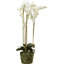 Conservatory Faux Orchid Plant