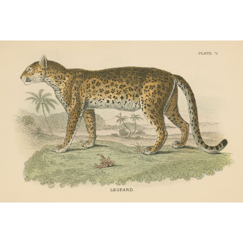 Vintage Leopard - Wrapped Canvas Painting, 30cm H x 46cm W x 3.8cm D
