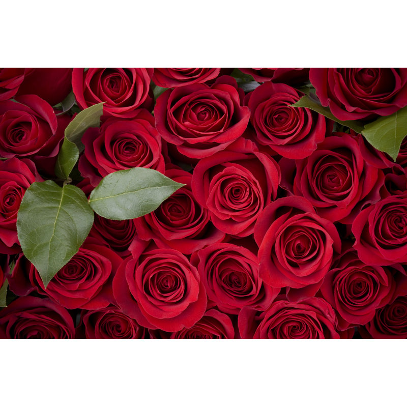 Rose Background - Wrapped Canvas Print, 51cm H x 76cm W x 3.8cm D