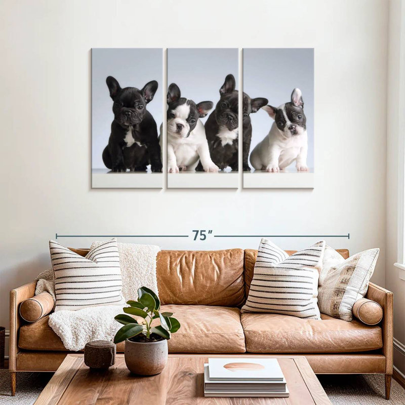 Chiots bouledogue français Brampt, H 36 po x l 57 po