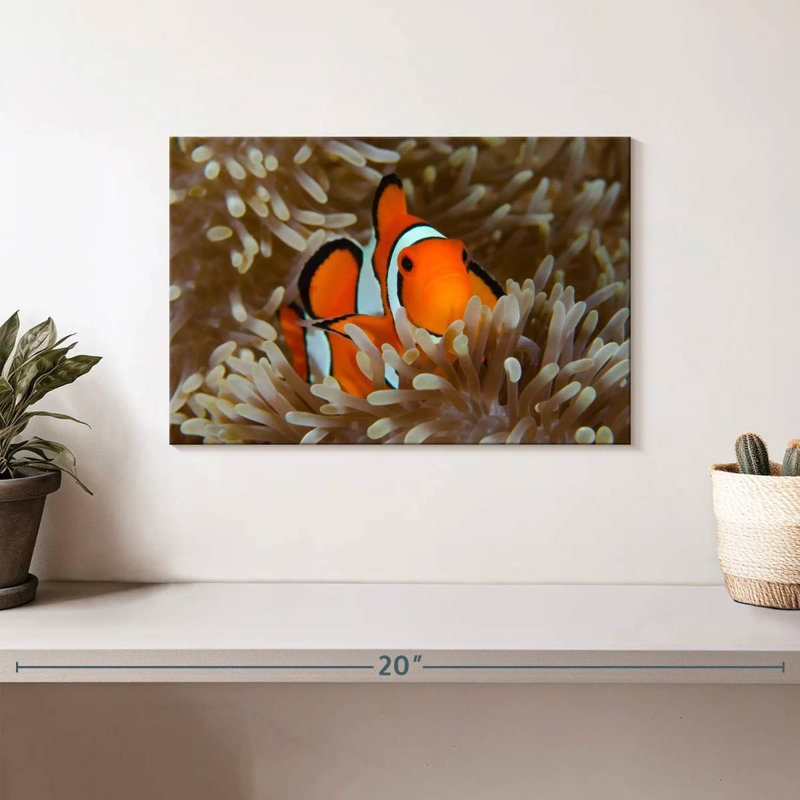Bramem Wakatobi Anemonefish Pet, H 8 po x l 12 po