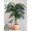 120cm Palm Tree in Pot