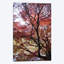 Reproduction de photo sur toile-32787974-72139313-72139314