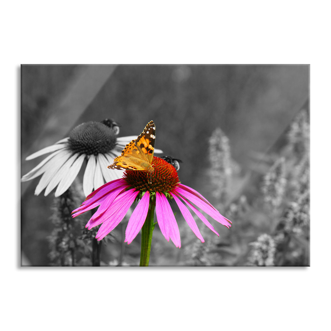 Glasbild Schmetterling auf Kornblume