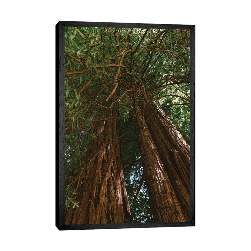 Redwood Forest VIII 1 Piece Wall Art on Canvas, 66.04cm H x 45.72cm W x 3.81cm D, Black Framed