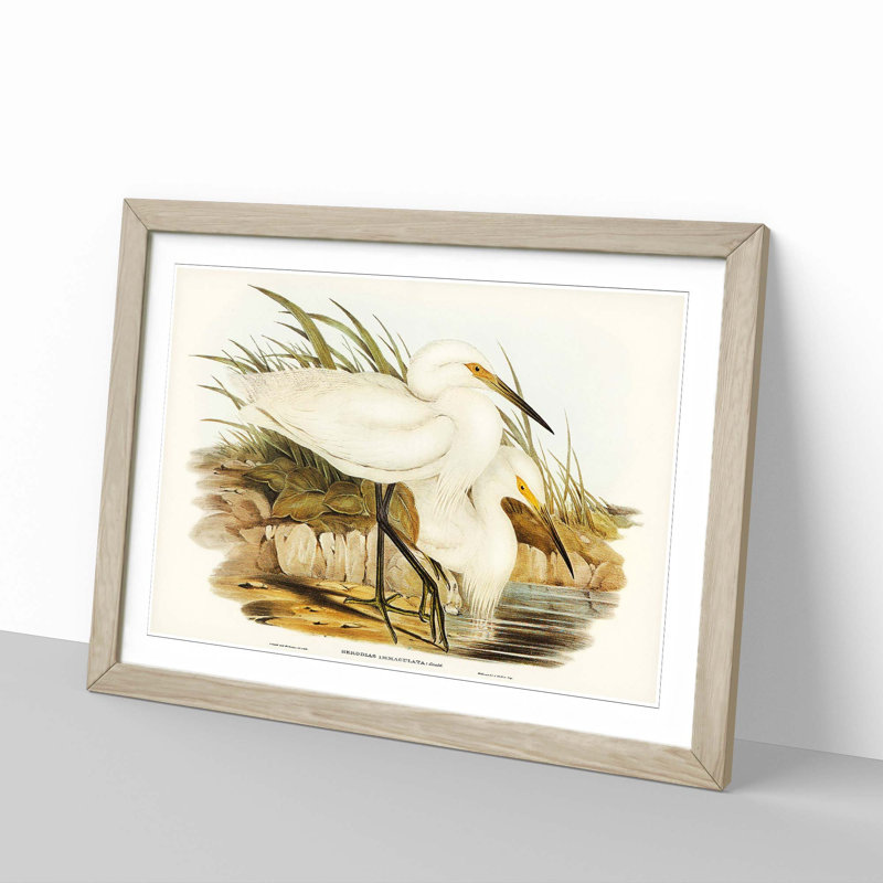 Spotless Egrets by Elizabeth Gould - Picture Frame Painting Print, 48cm H x 65cm W x 2cm D, Oak Framed