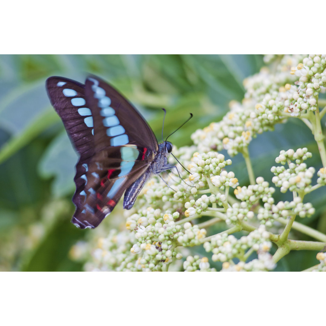 Schmetterling mit Flora von Photoncatcher - Druck