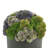 Sedum Arrangement in Box-1706041388-1706041389-1732551964