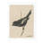 Moulton Collection " Lark Bunting "
